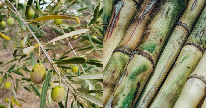 Suikerriet squalaan vs olijfolie squalaan: Wat is het verschil en welke is beter?